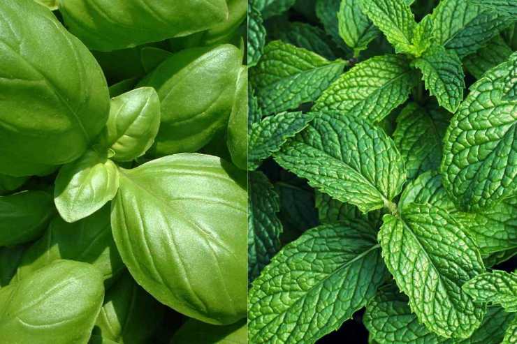 Basilico e menta