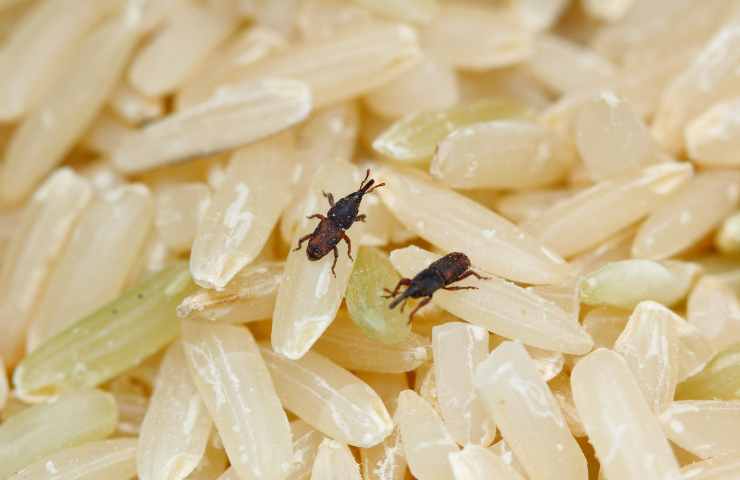 insetti tra chicchi di riso