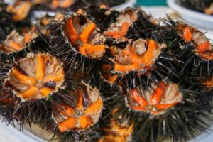 Tutto sui ricci di mare
