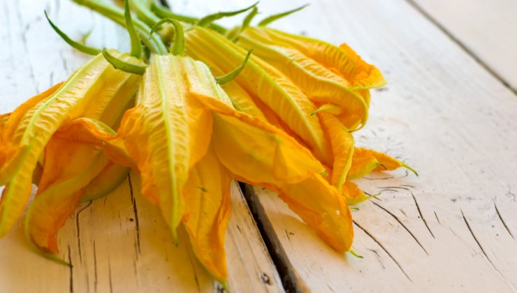 Fiori di zucca