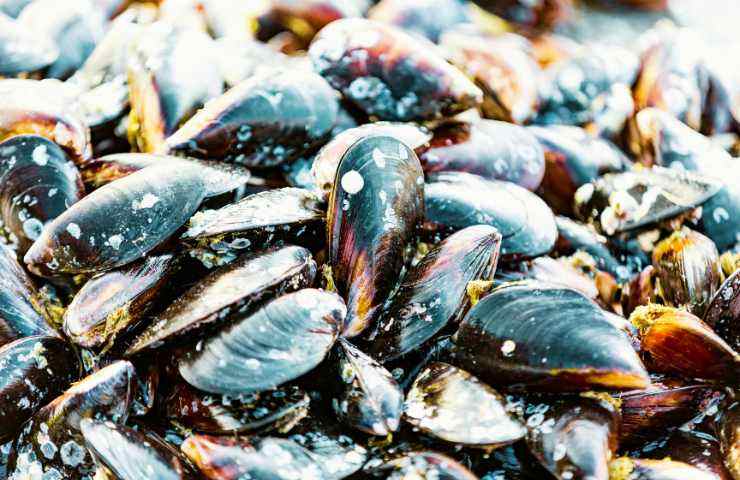 diverse cozze
