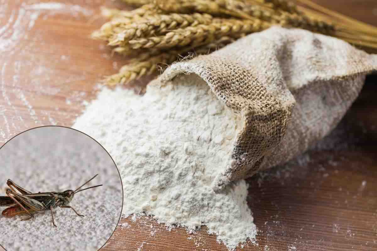 sacco di farina di grillo