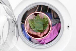 lavatrice piena di indumenti e foglie di alloro nei palmi delle mani