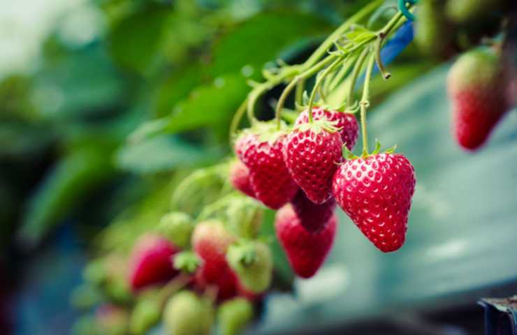 fragole in pianta