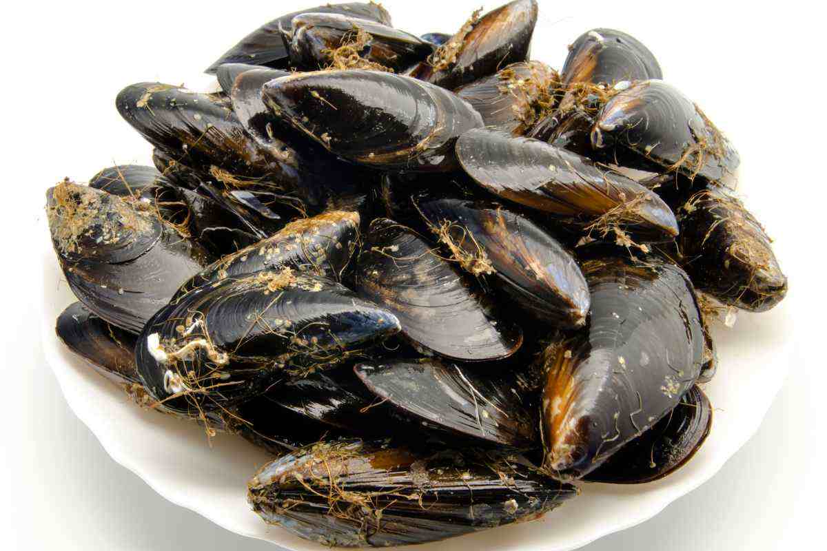 cozze