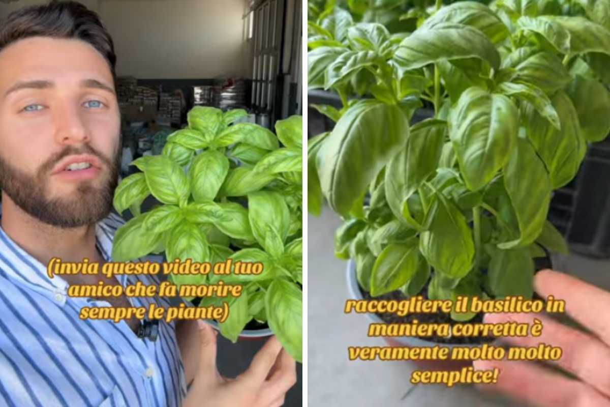 Basilico