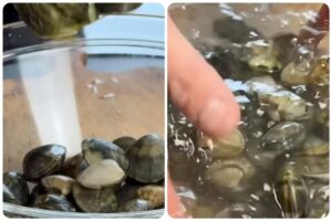 vongole in acqua