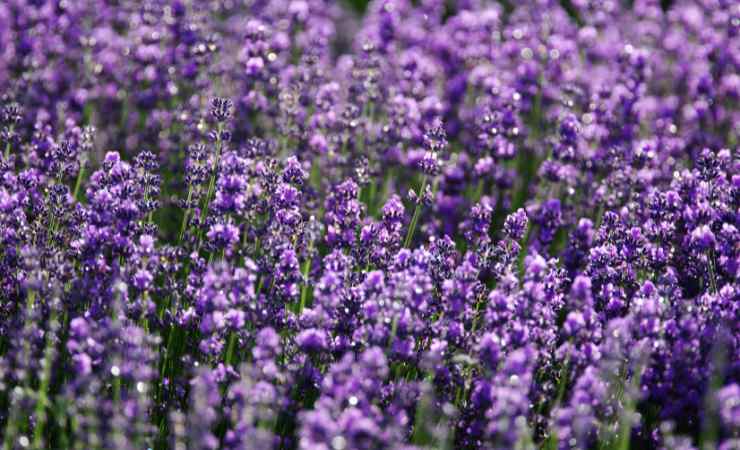 lavanda 