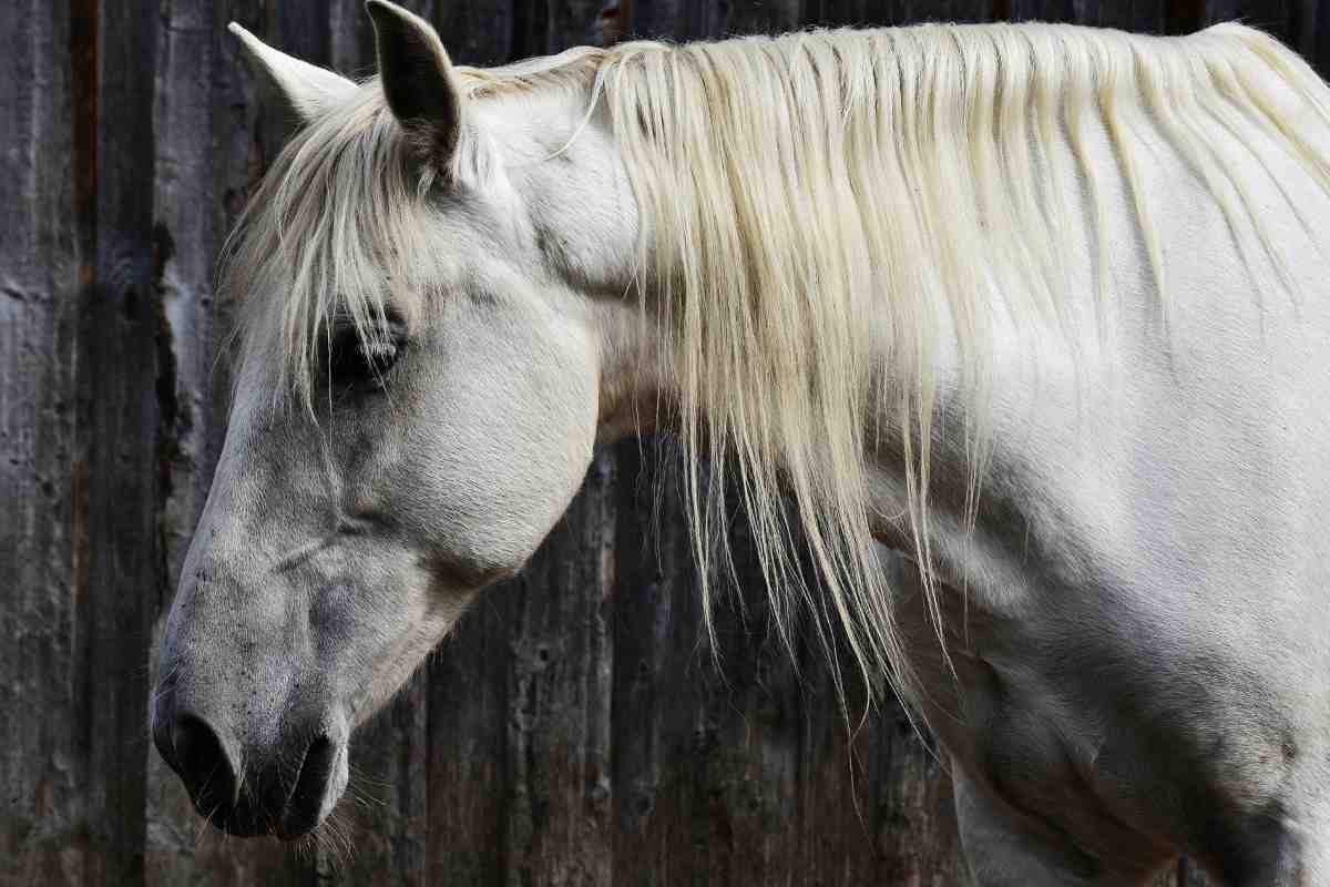 cavallo