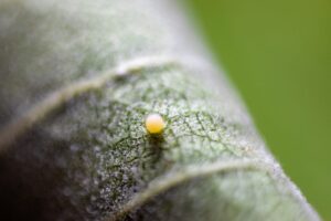 larva piccola