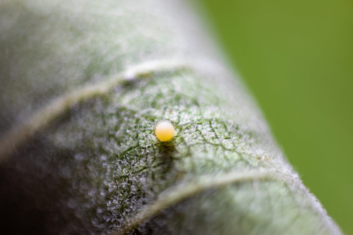 larva piccola