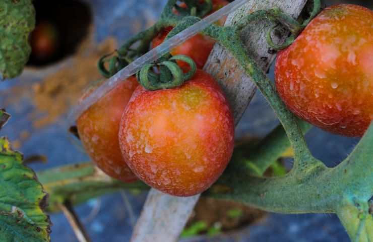 Pomodori e pesticidi
