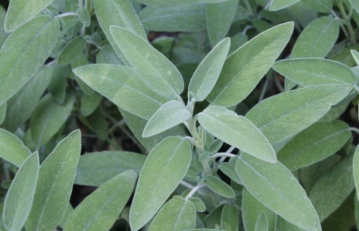 salvia in foglie