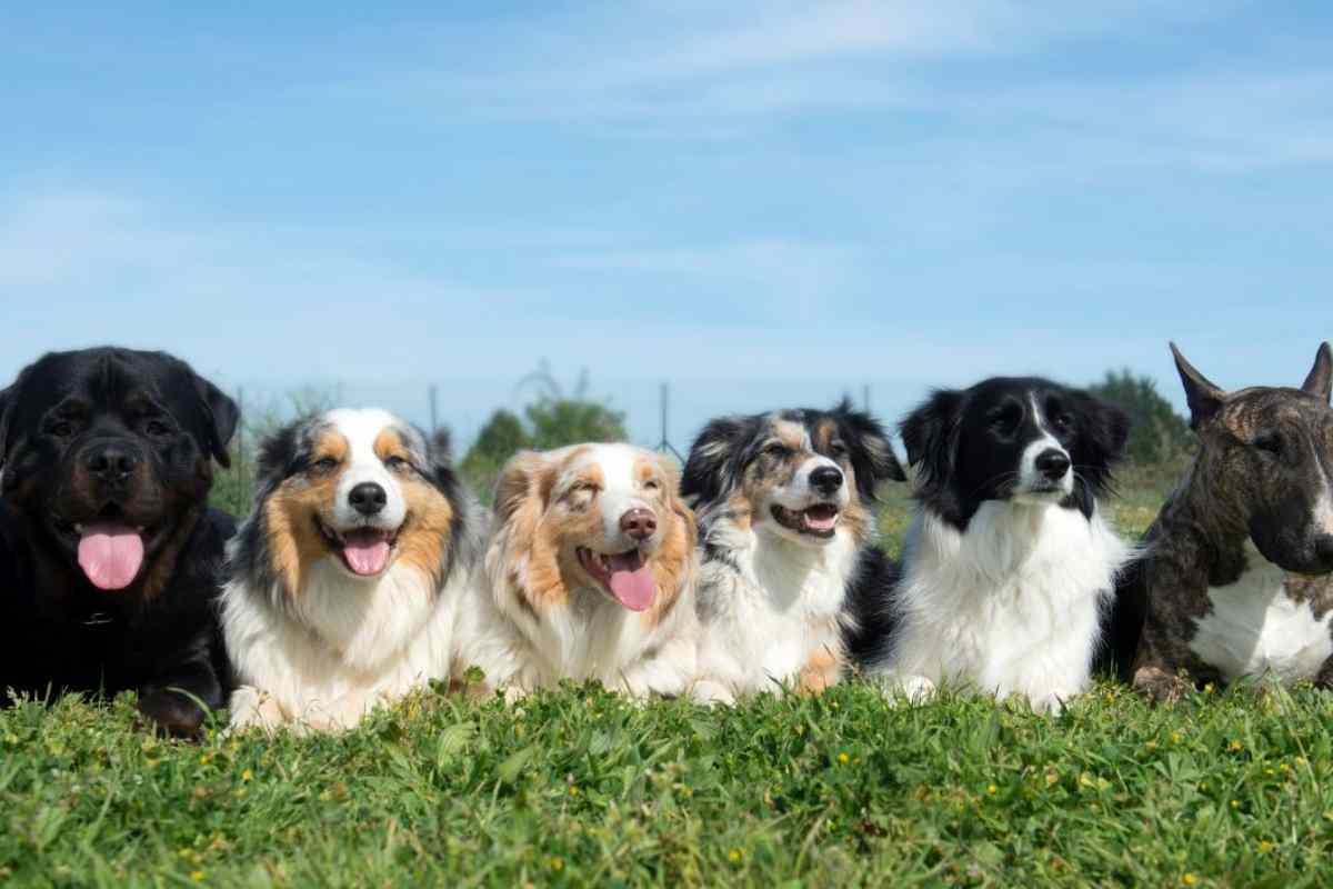 Primo cane? Attenzione: queste 5 razze possono metterti davvero in difficoltà